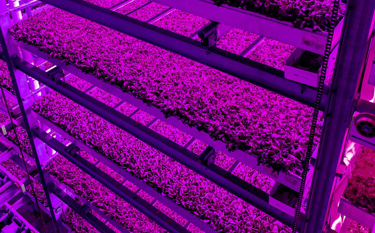 Siemens and 80 Acres Farms announce vertical farming collaboration