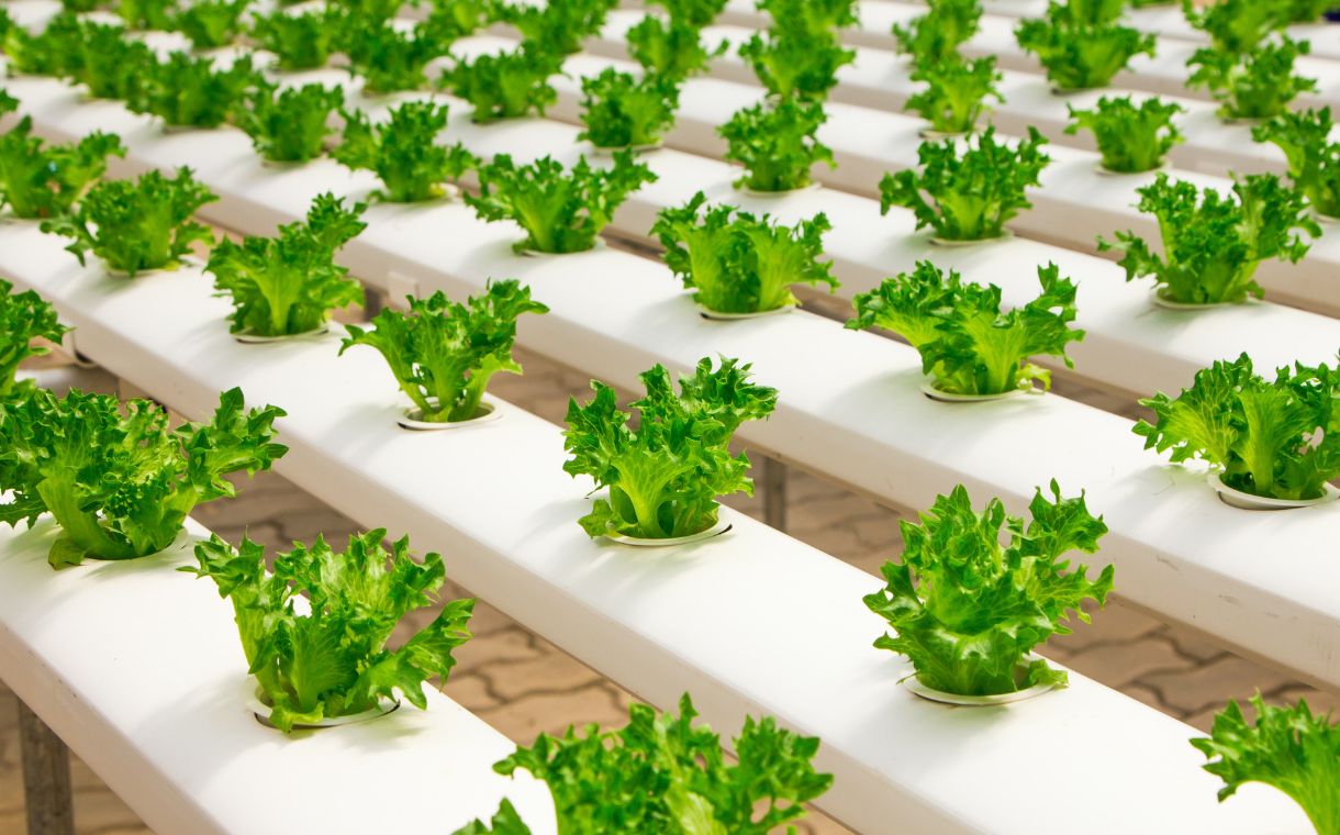 Plenty granted $20m to build vertical farming research centre