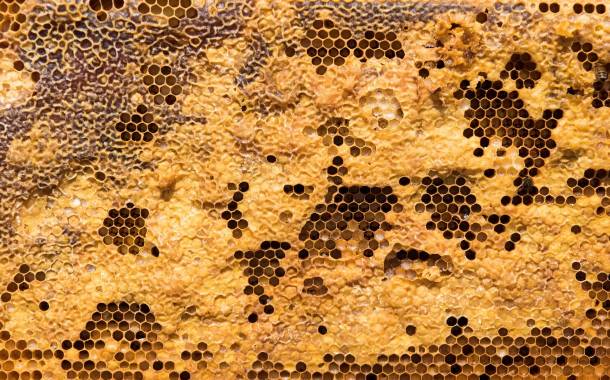Sweet Harvest Foods Holdings acquires Sweet River Honey