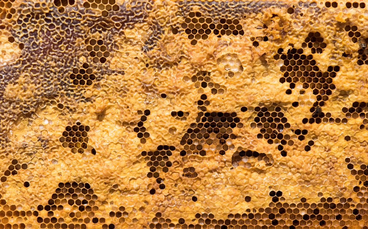 Sweet Harvest Foods Holdings acquires Sweet River Honey