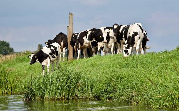 Dairy farmers to face further cuts in March as wholesale markets decline