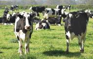 USDA offers organic dairy producers cover for increased costs