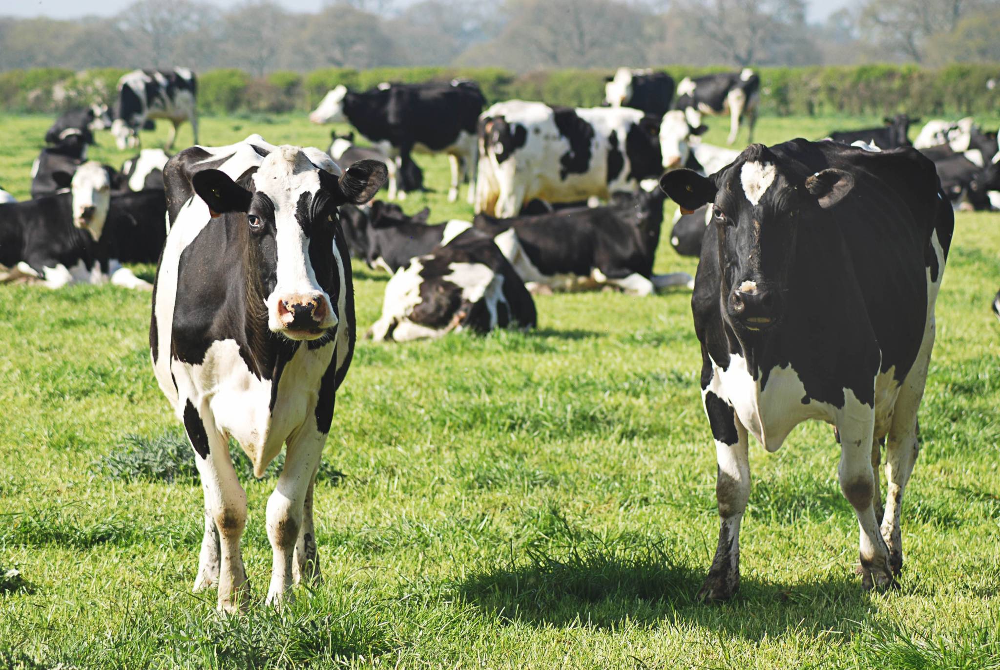 USDA offers organic dairy producers cover for increased costs