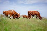 USDA to improve accuracy of antibiotic-free meat labelling