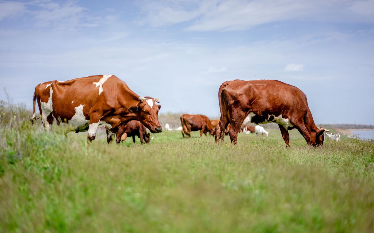 USDA to improve accuracy of antibiotic-free meat labelling