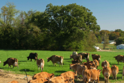 Dairy Farmers of America withdraws from IDFA