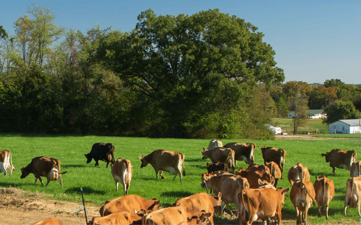 Dairy Farmers of America withdraws from IDFA