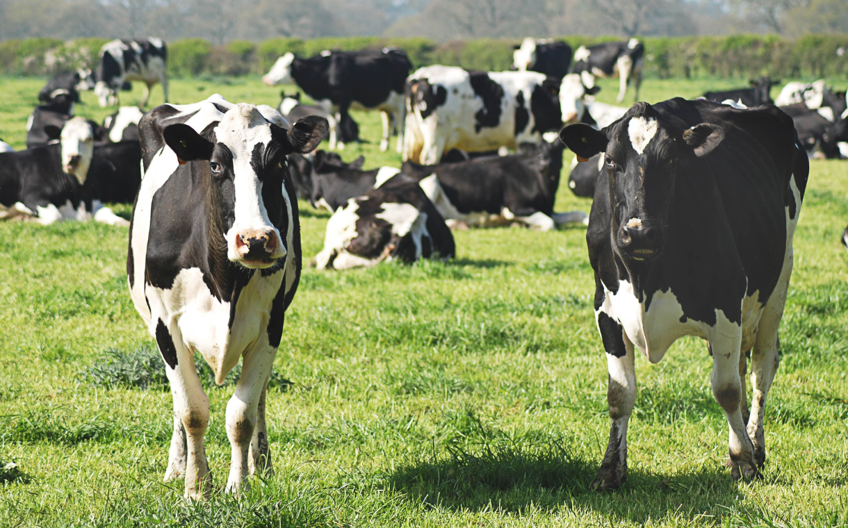 Ireland considers "culling" 200,000 dairy cows