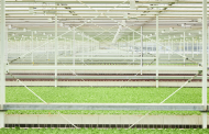 Little Leaf Farms announces new Pennsylvania greenhouse